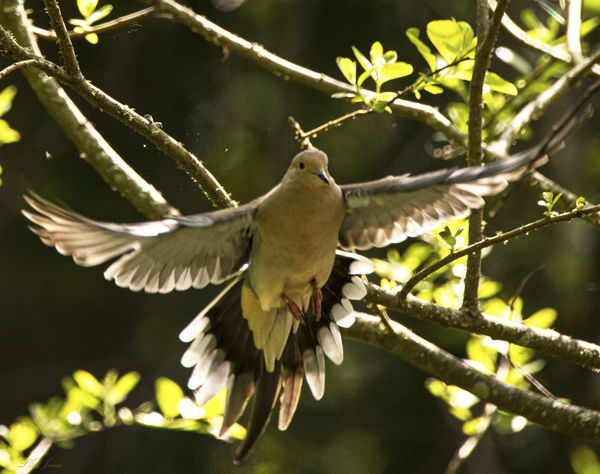 The Beauty Of Birds In Flight (BIF): The First Is A Mourning Dove ...