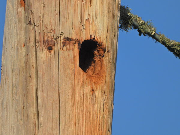 Pileated Woodpeckers Fledged...