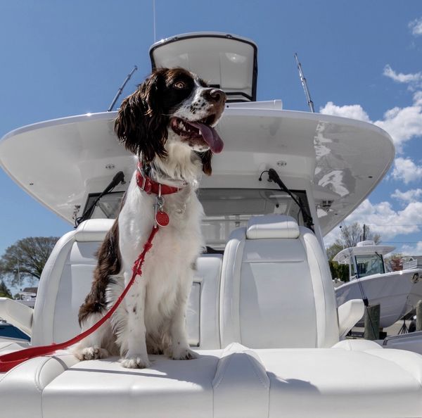 One of our lucky pups on his yacht-its a tough lif...