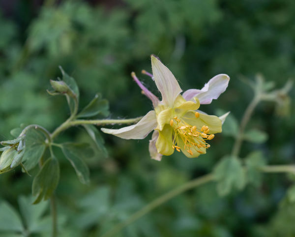 Columbine, reseeds and you never know what it will...