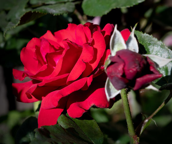 Crimson Bouquet, blood red favorite...