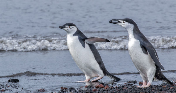 Chinstrap Penguins...