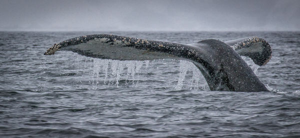 A whale of a tale!...