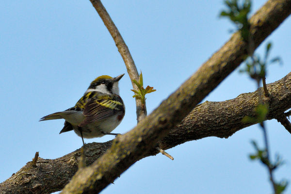 Chestnut-sided Warbler...