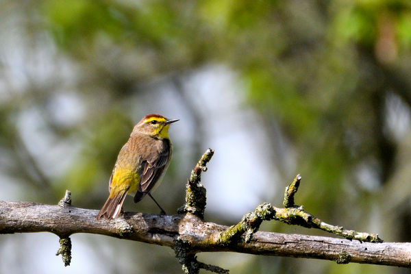 Palm Warbler...