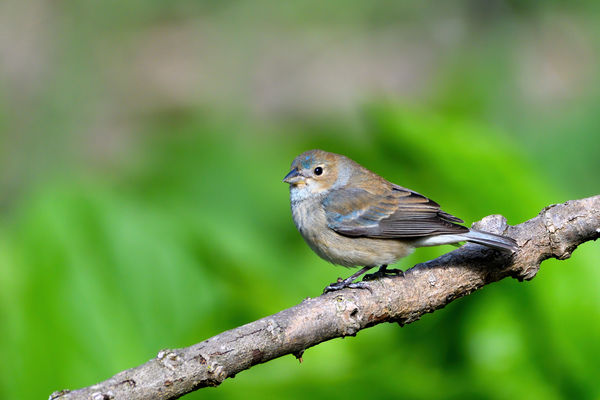 Indigo Bunting...