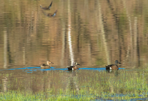 Blue Wing Teal...