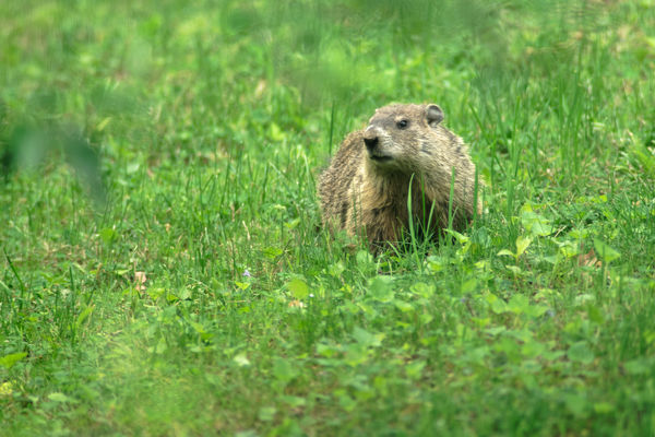 Groundhog taken using 840mm lens: This was taken out my living room ...