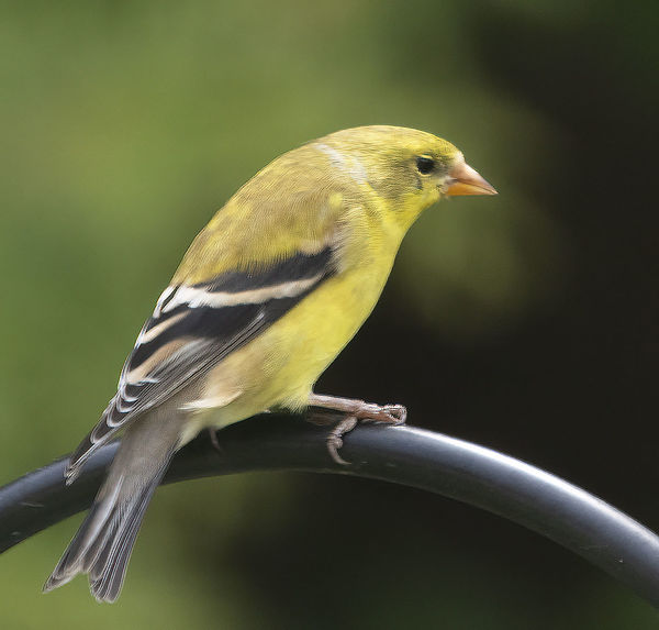 Goldfinch Female...