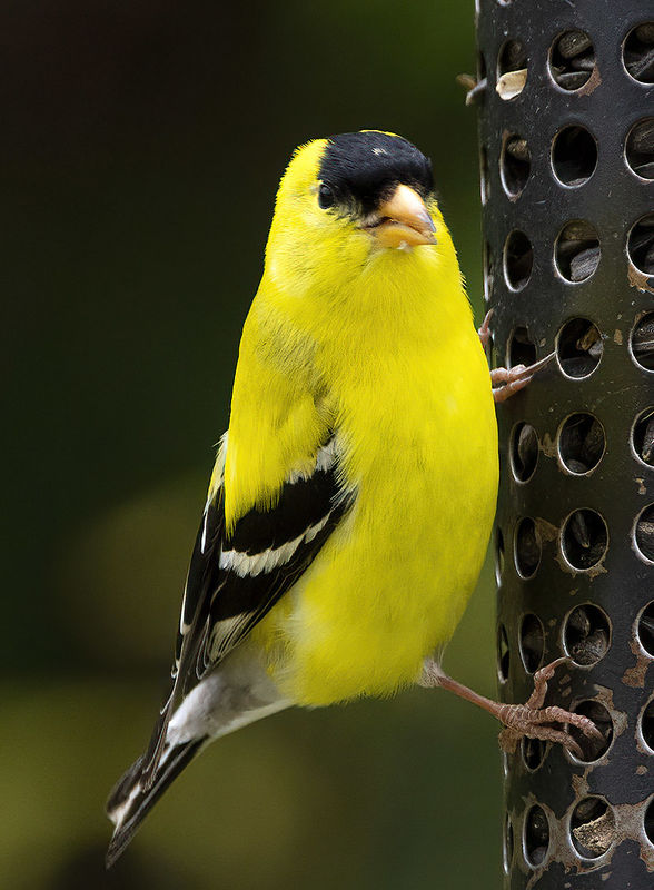 Goldfinch Male...