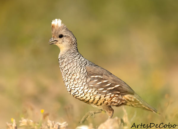 More Blue Quail