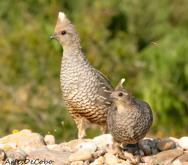 More Blue Quail
