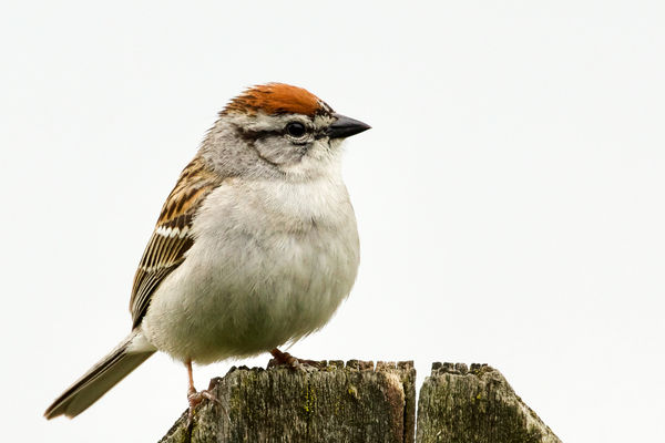 Chipping Sparrow...