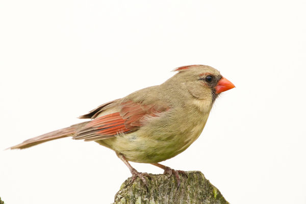 Northern Cardinal (female)...