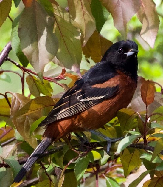 Orchard Oriole...