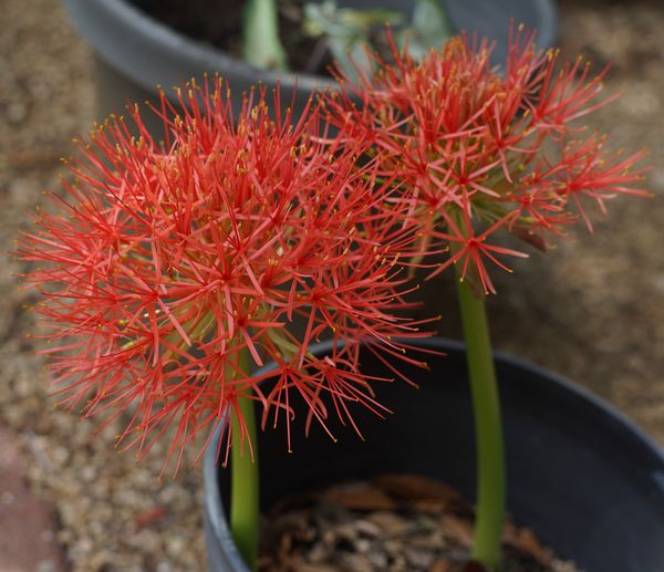 This is my first shot this year of my blood lily. ...