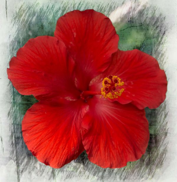 Mother's Day Hibiscus...
