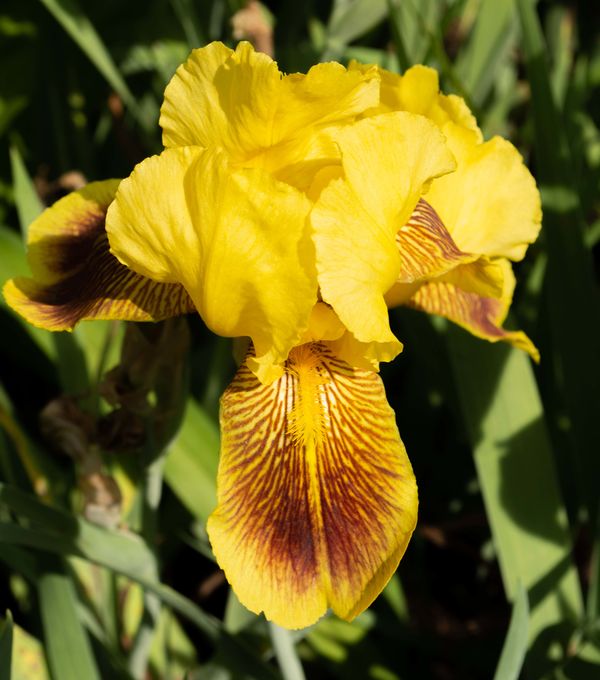 Bearded Iris...