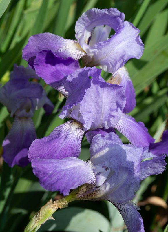 Another variety of Bearded Iris...