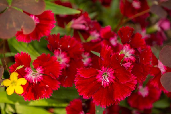 Dianthus.  This little lovely is really winter har...