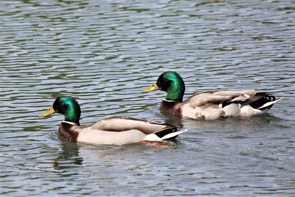 Mallard Ducks (Drakes)...