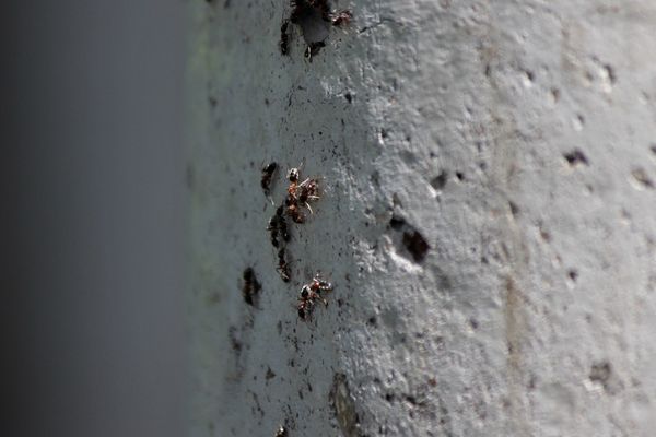 Hard working ants...