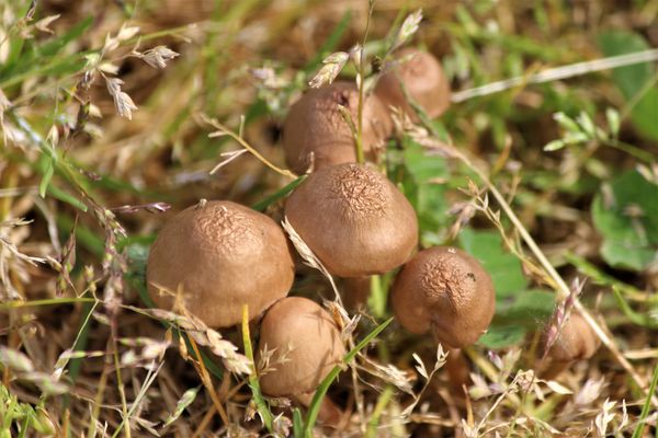 Small Mushrooms...