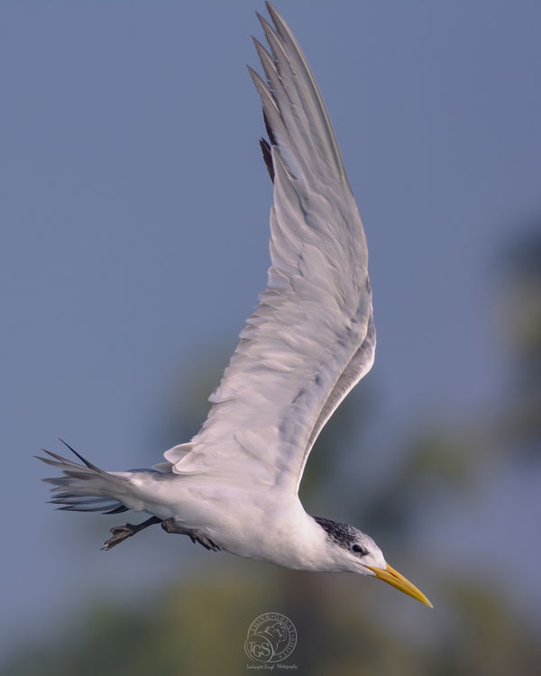 Crested Tern...
