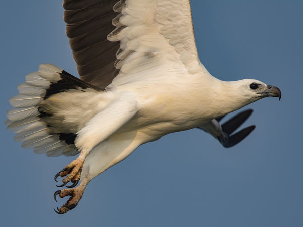 White Bellied Sea Eagle...