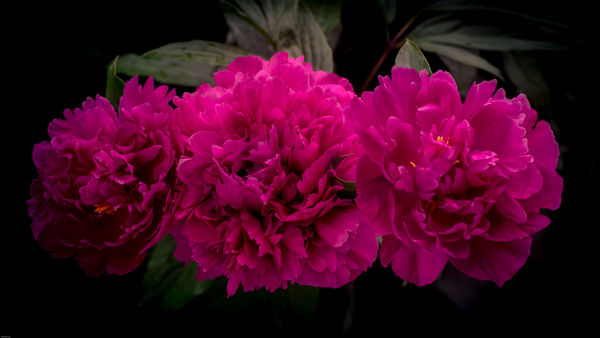 Peonies from my yard...