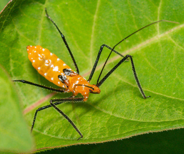 Assassin Bug nymph, lots of these around right now...
