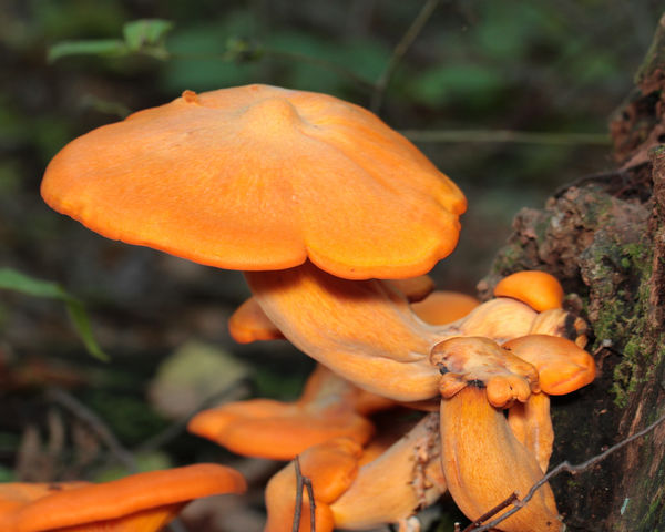 Omphalotus illudens (Jack 'O Lantern Fungus)...