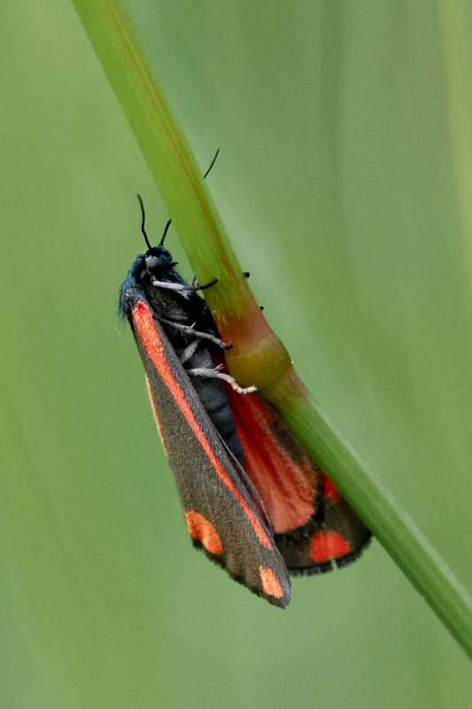 Cinnabar moth...