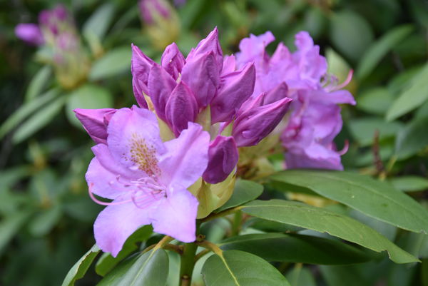 Rhododendron bloom and blossom...