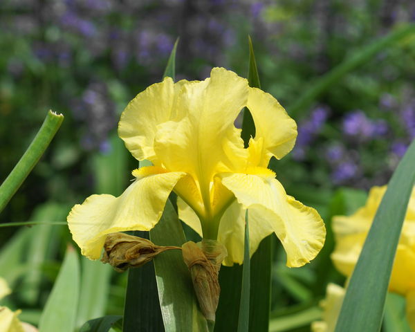 A plain Iris...