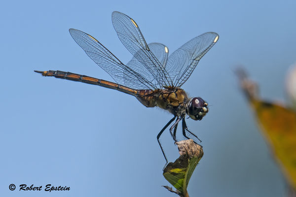 Four-spotted Pennant...