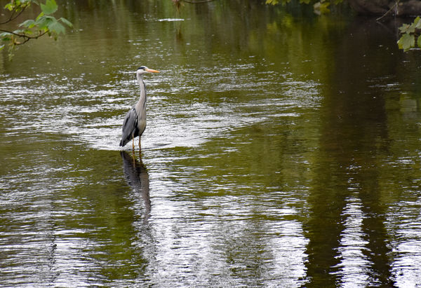 Bird on the Water...Taken from Ashford Castle in I...