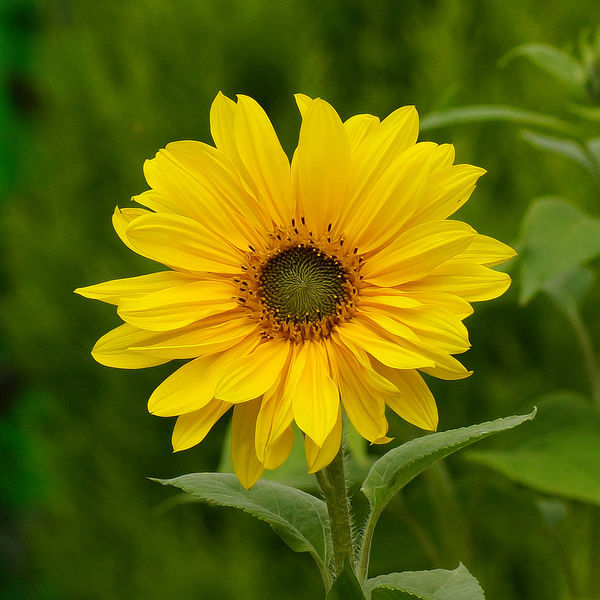 Sun Flower...