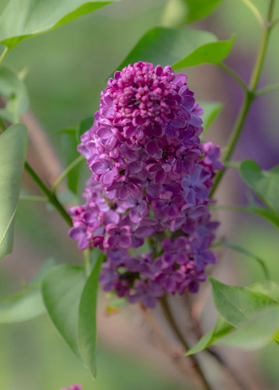 French Lilac...