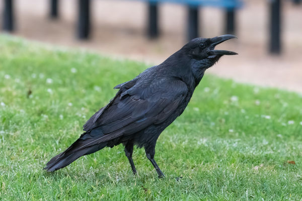Common Raven at Charles H. Wilson Park...