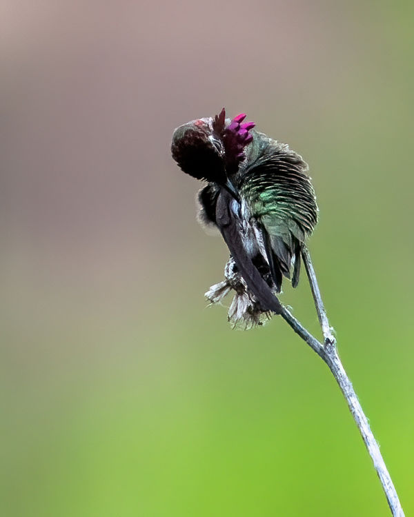 Anna's Hummingbird showing it's brilliance....