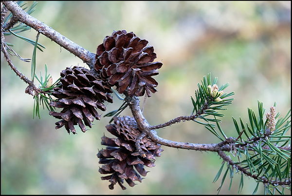 7. Some pine cones....