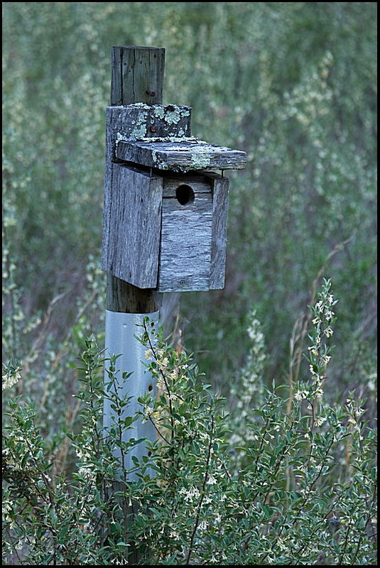 8. Bird house in middle of field....