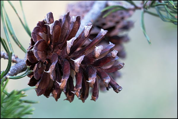 9. Closeup of pine cone....