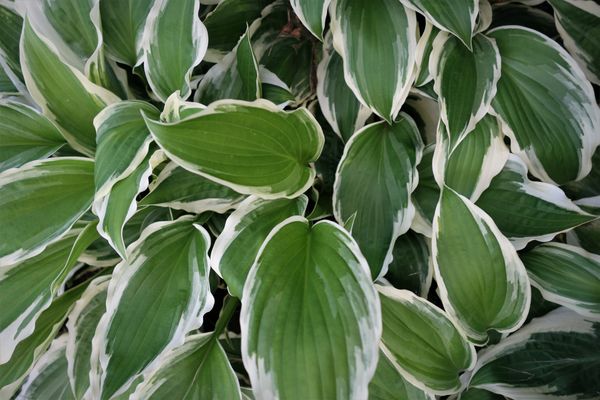 10.....Hostas. Oops.....I need to add another 10 t...