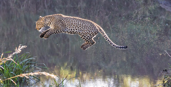 Flying leopard...