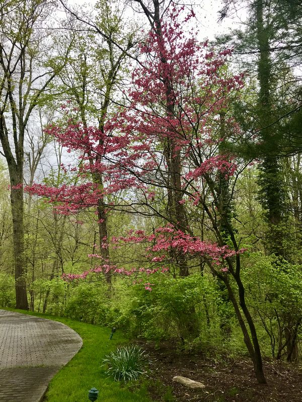 Spring Scenes Indiana A few shots during a pretty glorious spring: Brought to you by the ...
