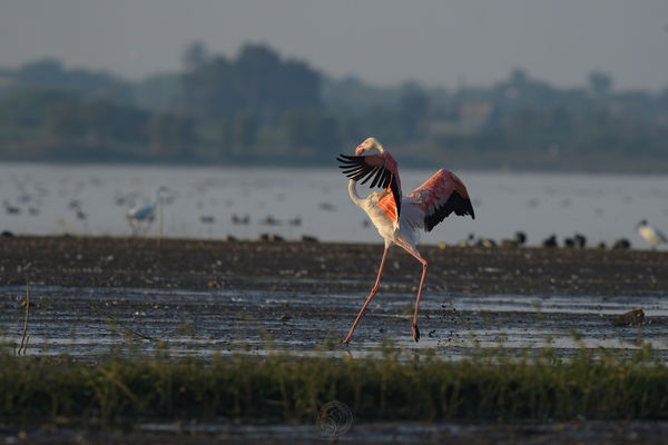 Greater Flamingo...