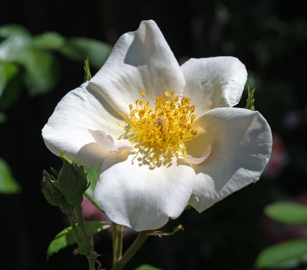 Her name is Sally Holmes. She's a climbing rose.  ...