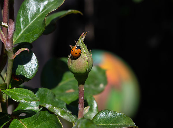 A ladybug and a garden globe....